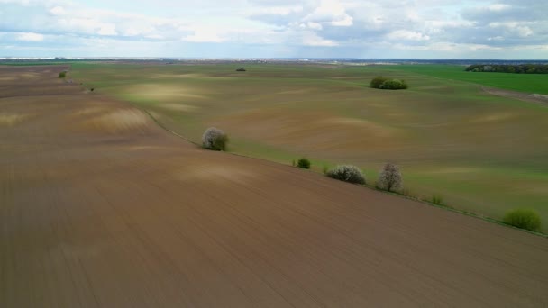 Slow flight over sown fields with flowering lonely trees. — Stok video