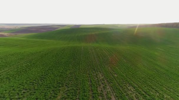 Lot nad polem wiosennym zasianym soją. — Wideo stockowe