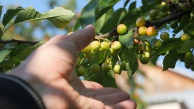 The gardeners hand takes the unripe cherries without plucking them from the branch.
