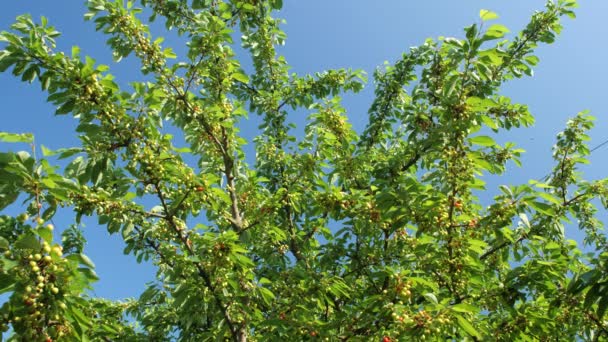 Rami con ciliegie acerbe su uno sfondo di cielo blu di maggio. — Video Stock
