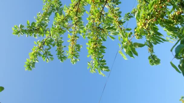 Panorama of a large branch with unripe cherries on a background of sky. — Wideo stockowe