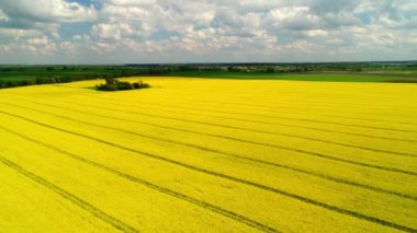 Çiçek açan kolza tohumu tarlası. Sarı doymuş renk. Ukrayna manzarası. Hava görünümü.