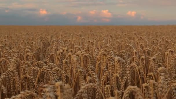 Pole Zbiorami Zboża Uszy Dojrzałej Pszenicy Rolnictwo Ukraińskie — Wideo stockowe