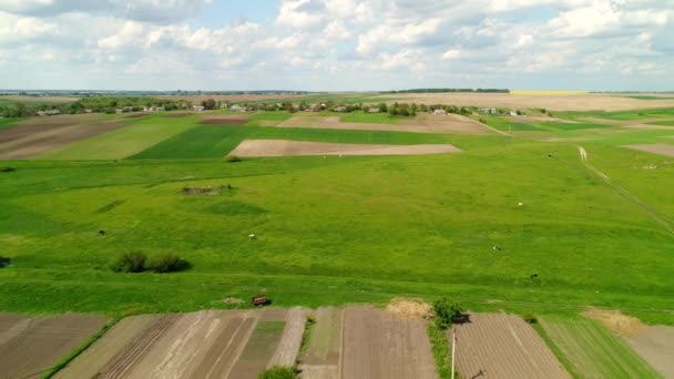 Flight Field Cattle Country Streets Sunny Spring Day White Huts — Vídeo de stock