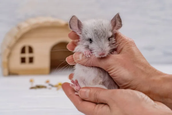 Kleinkind Chinchilla Sitzt Weiblichen Menschenhänden Die Fellfarbe Der Tiere Ist — Stockfoto