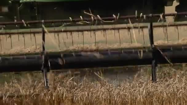 Combine Harvester Cuts Ears Ripe Wheat Harvesting Front Part Harvester — Vídeo de stock
