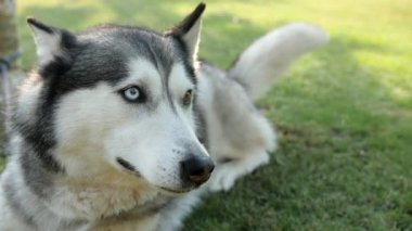 Gri bir Husky köpeği çimlerin üzerinde uzanıyor. Farklı renkte gözler. Kuyruğunu sallıyor..