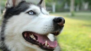 Portrait of a husky dog. With blue and brown eyes. The mouth is open and the fangs and tongue are visible. Gray wool.