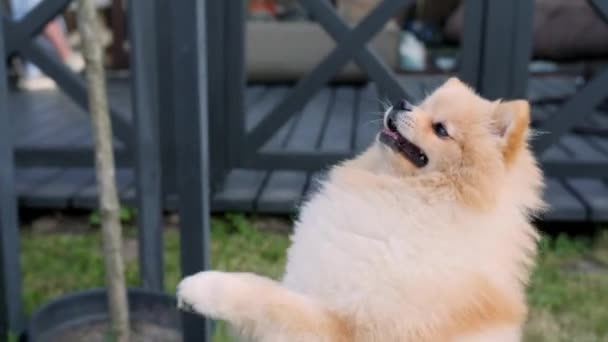 Pomeranian Spitz Dog Kicks Its Hind Legs Claps Its Front — Vídeo de Stock