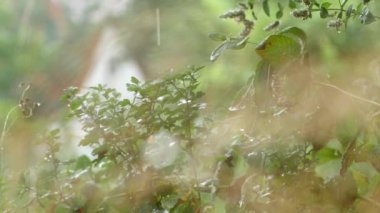 Garden plants after rain. Single drops fall from the trees. The focus shifts to the background with the house.