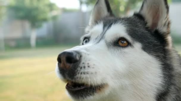 Dog Husky Breed Gray Color Barks Barks Eyes Different Colors — Vídeos de Stock