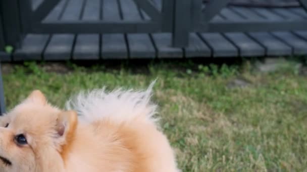 Pomeranian Spitz Dog Rears Its Hind Legs Applauds Licks Itself — ストック動画