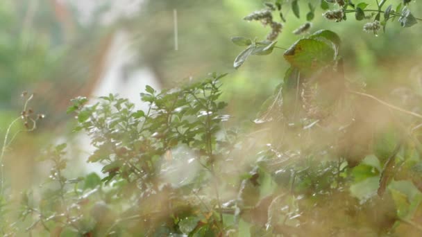 Садові Рослини Після Дощу Одинарні Краплі Падають Дерев Фокус Зміщується — стокове відео