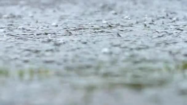 Rain Splashes Hit Asphalt Heavy Rain Close Slow Motion — Vídeos de Stock