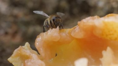 Bir arı uçar ve olgun bir armutun yüzeyine oturur ve meyvenin etinden nektar içer. Arı hortumu, böcek ağzı, dil ayrıntıları. Makro çekim.