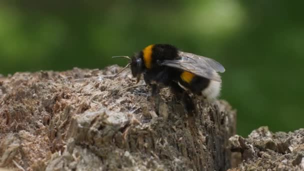 Bumblebee Runs Edge Wooden Rotten Tree Stump Close — Stok video