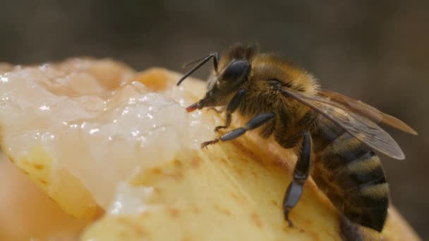 Honeybee Sits Surface Ripe Pear Drinks Nectar Pulp Fruit Close — Αρχείο Βίντεο
