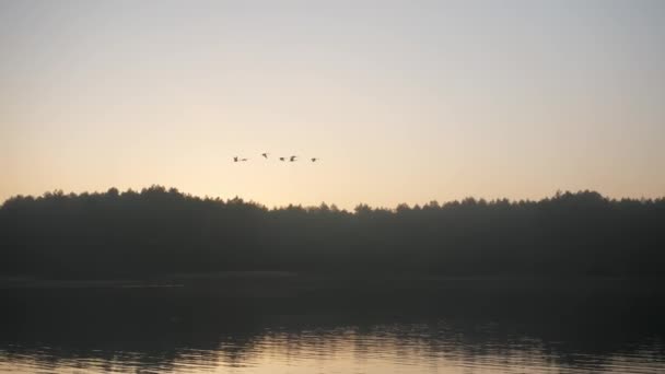 Sieben Schwäne Fliegen Morgens Vor Dem Hintergrund Des Sees Und — Stockvideo