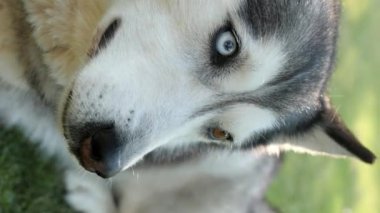 Dikey video. Gri bir Husky köpeği çimlerin üzerinde uzanıyor. Farklı renkte gözler. Kuyruğunu sallıyor..