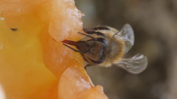 Verticale Video Een Honingbij Zit Het Oppervlak Van Een Rijpe — Stockvideo