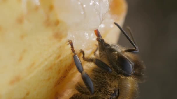 垂直ビデオ ミツバチは熟した梨の表面に座り 果実の果肉から蜜を飲みます 閉じろ — ストック動画