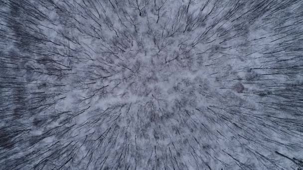 Függőleges Videó Drón Lassan Ereszkedik Téli Erdőbe — Stock videók