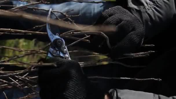 垂直录像 园丁们手戴手套割断了果树的枝条 — 图库视频影像