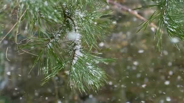 Vertikales Video Schnee Fällt Auf Einen Tannenzweig Ein Ast Mit — Stockvideo