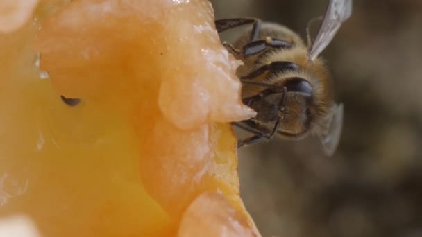 Vertical Video Bee Flies Sits Surface Ripe Pear Drinks Nectar — Stock Video