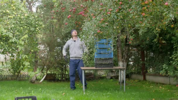 젊은이는 플라스틱 상자를그 사과를 놓는다 장갑을 나무에서 열매를 — 비디오