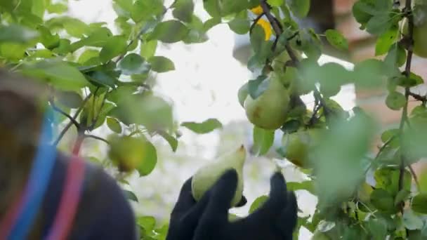 黒い手袋をしている庭師の男性の手は 枝から熟した梨の作物を摘み取りました 黒のバンダナの男の頭 壁は背景のオレンジです 閉じろ — ストック動画