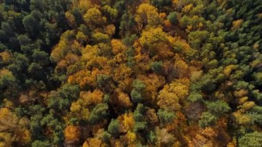 Sonbahar renkli karışık ormanın üzerinde uçmak. Ortadaki sarı ağaçlar ve yan taraftaki kozalaklı çam ağaçları..