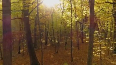 Sonbahar ormanlarındaki ağaçların arasında uçmak. Güneş ışınlarında meşe ve boynuz demetleri. Dallardaki sarı yapraklar.