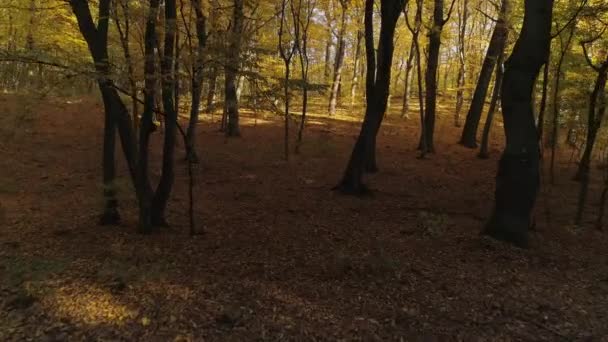 Політ Осінньому Лісі Від Темної Частини Тіні Яскравої Сонячної Частини — стокове відео