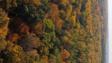 Dikey video. Sonbahar karışık ormanları sarı, kırmızı, turuncu, yeşil ağaçlarla. Hava görünümü.