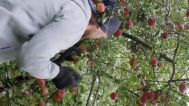 Dikey video. Siyah bandanalı ve bulutlu havada gri ceketli genç bir adam siyah eldivenli kırmızı elmaları topluyor..