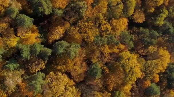 Vertikales Video Flug Über Herbstlich Gefärbten Mischwald Gelbe Bäume Der — Stockvideo