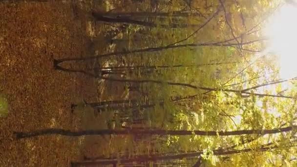 Vertikales Video Flucht Zwischen Den Bäumen Des Herbstwaldes Stämme Von — Stockvideo