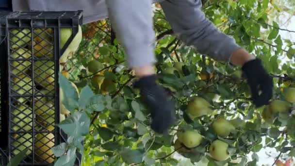 Vertical Video Young Bearded Man Black Bandana Plucks Ripe Pears — Stock Video