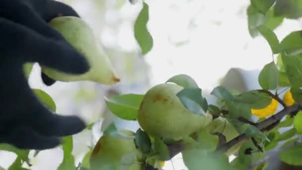 Вертикальне Відео Чоловічі Руки Садівника Робочих Чорних Рукавичках Зривають Урожай — стокове відео