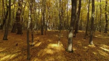 Hornbeam ağaçlarının yanında uçuyorlar. Sonbahar ormanı. Yer sarı yapraklarla kaplı..