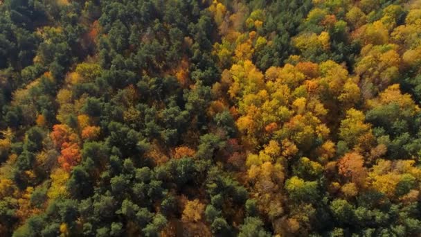 Sonbahar Yaprakları Sarı Kırmızı Turuncu Yeşil Ağaçlarla Karışık Ormanlar Kozalaklı — Stok video