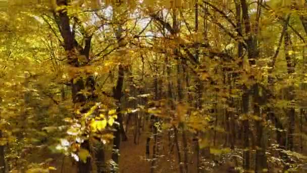 Latające Wśród Jesiennych Drzew Lesie Bagażniki Słońce Świeci Kamerę — Wideo stockowe