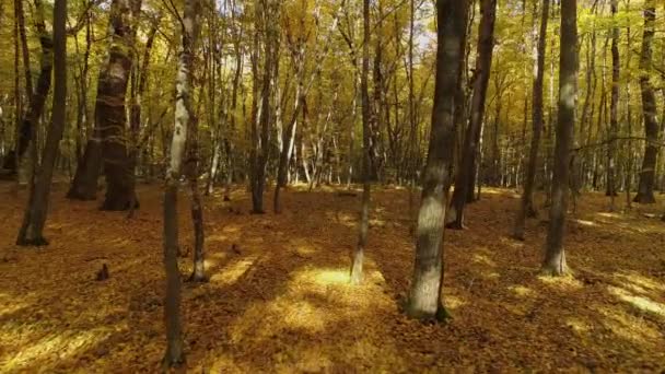 Hornbeam Ağaçlarının Yanında Uçuyorlar Sonbahar Ormanı Yer Sarı Yapraklarla Kaplı — Stok video