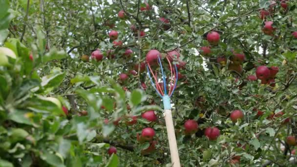 木の棒にりんごの木からリンゴを集めるための果物ピッカーが果物に登り それを摘み取ります — ストック動画