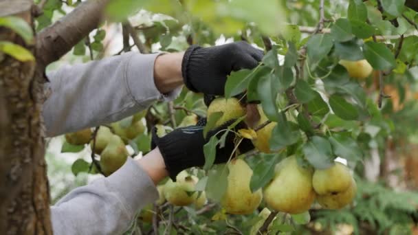 Les Mains Jardinier Gants Noirs Travail Arrachent Une Récolte Poires — Video
