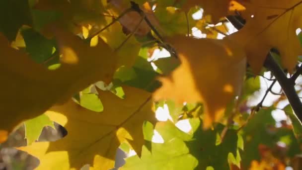 Vertical Video Canadian Oak Branch Sways Wind Multicolored Autumn Leaves — Stock Video