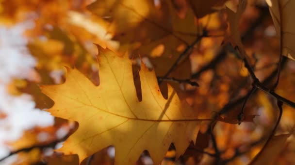 Vertikales Video Ein Herbstgelbes Blatt Einer Kanadischen Eiche Hängt Einem — Stockvideo