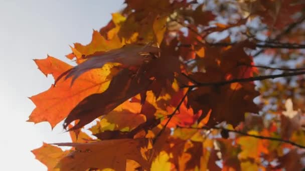 Függőleges Videó Szél Egy Kanadai Tölgyfa Vörös Leveleivel Rázza Ágat — Stock videók