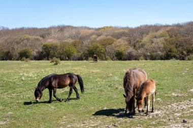 bir alanda otlayan atlar